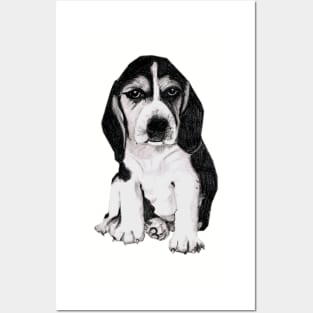 " We are not amused! ".....Beagle puppy Posters and Art